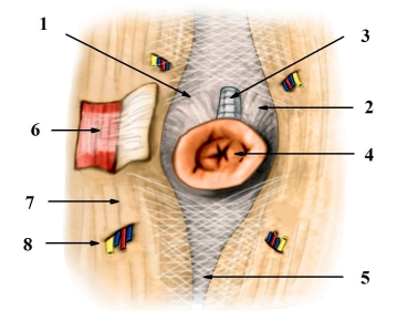 Special Anatomy of the Umbilical Region