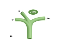 44_LAV_03_b_Gallenwege