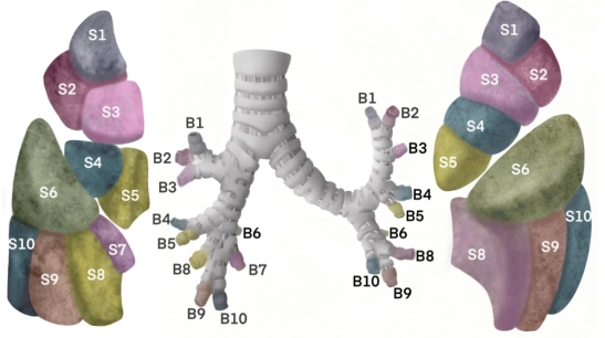 411-Anatomie 411-Anatomie